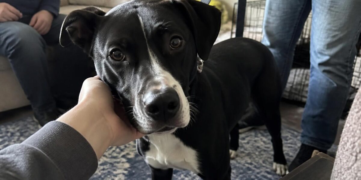 Adopting a Dog With Valley Fever: Coccidioidomycosis Management