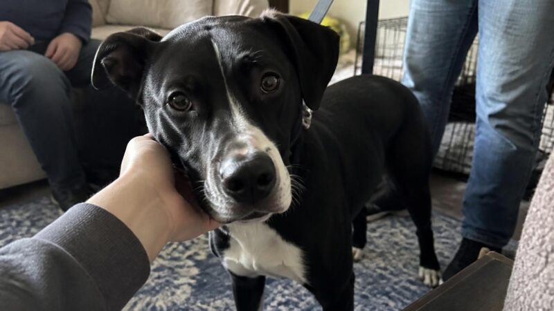 Adopting a Dog With Valley Fever: Coccidioidomycosis Management