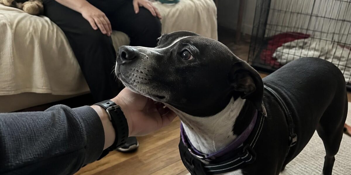 Adopting a Dog Without a Yard: How to Make It Work