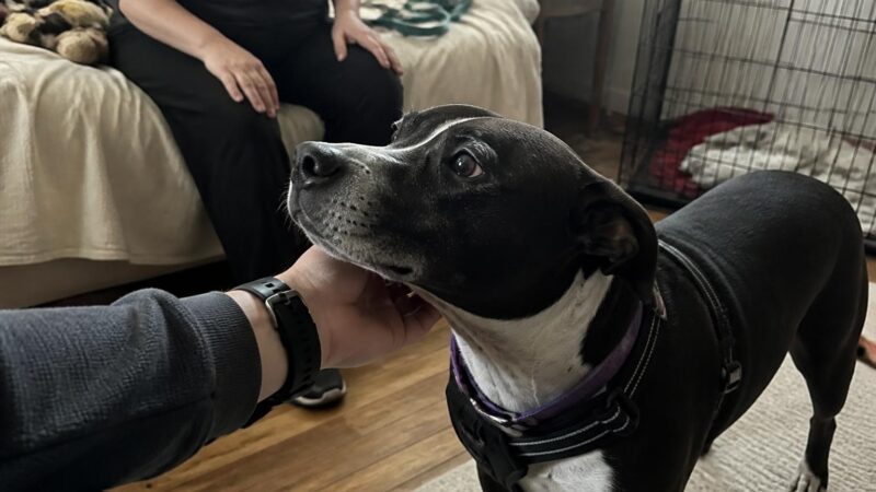 Adopting a Dog Without a Yard: How to Make It Work