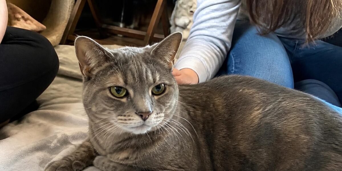 Adopting a Fearful Cat: Building Trust Over Time