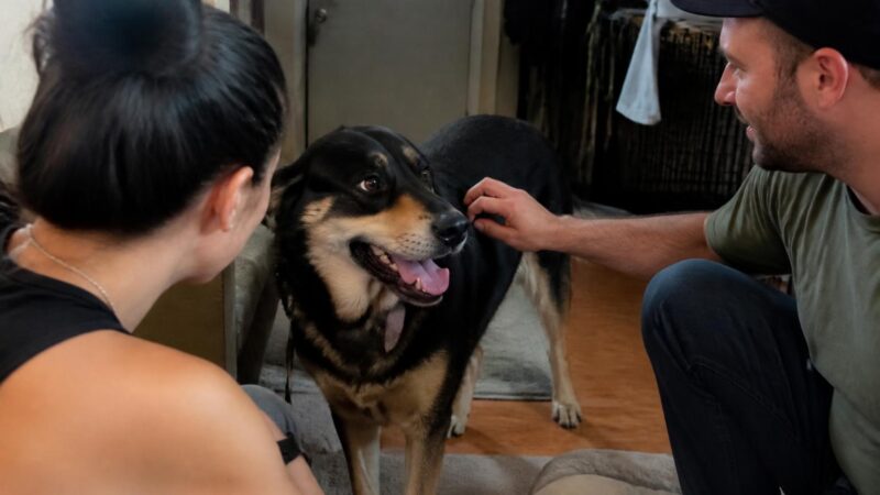 Adopting a Fearful Dog: Building Trust With a Timid Rescue
