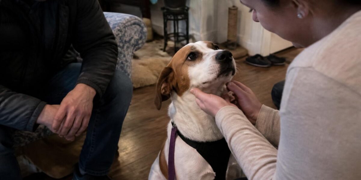 Adopting a Fearful Shutdown Rescue Dog: Decompression and Patience