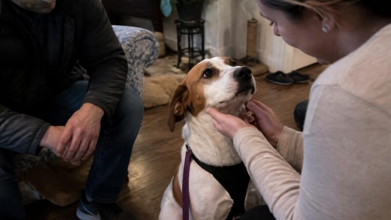 Adopting a Fearful Shutdown Rescue Dog: Decompression and Patience