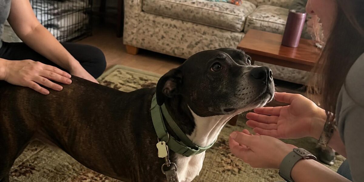 Adopting a Formerly Hoarded Pet: Trauma Aware Onboarding