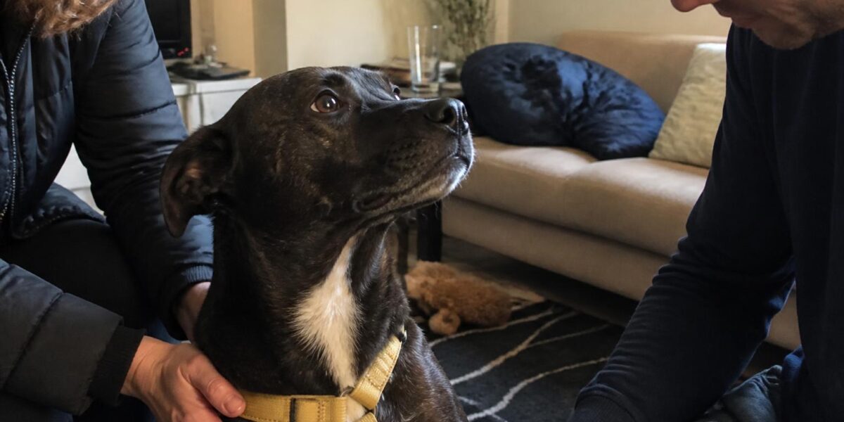 Adopting a High-Drive Working-Breed Washout