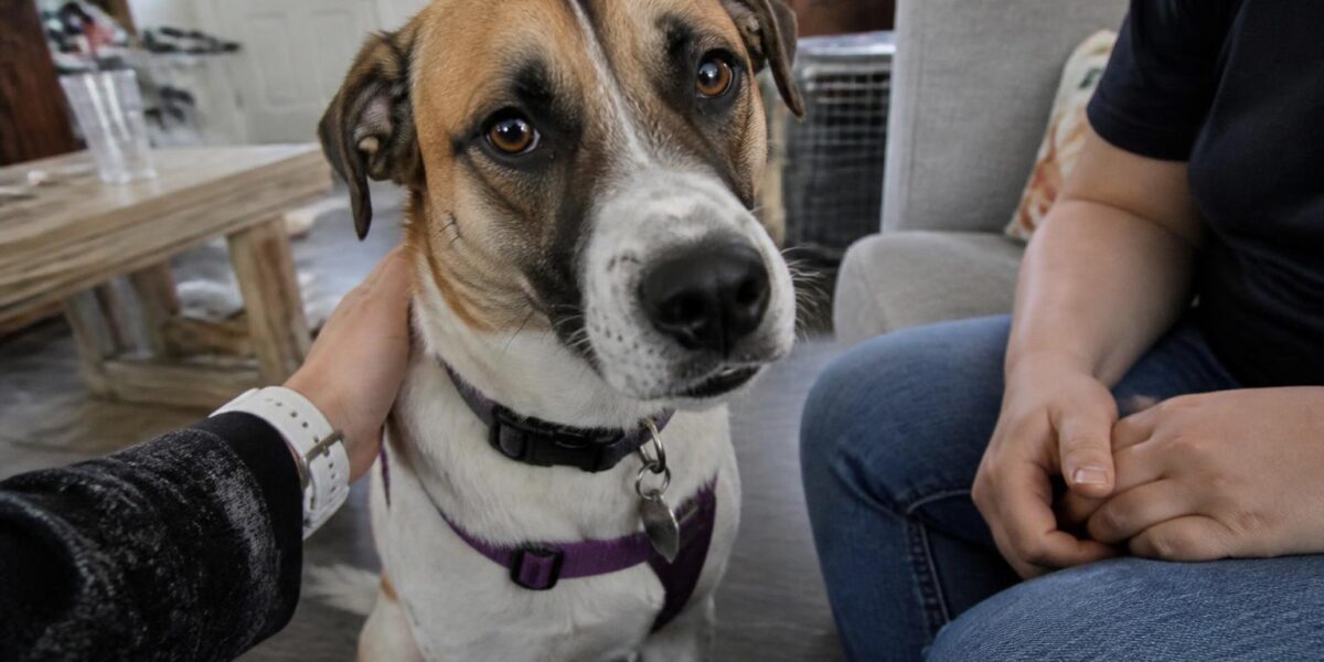 Adopting a Last-Chance Senior Dog from a Shelter
