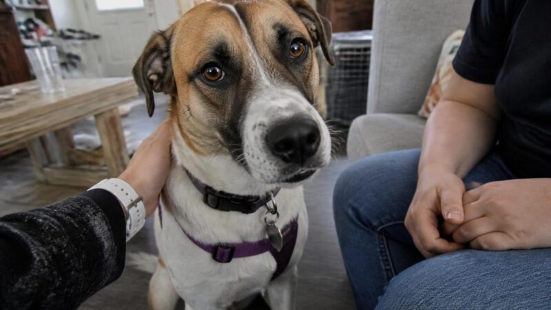 Adopting a Last-Chance Senior Dog from a Shelter