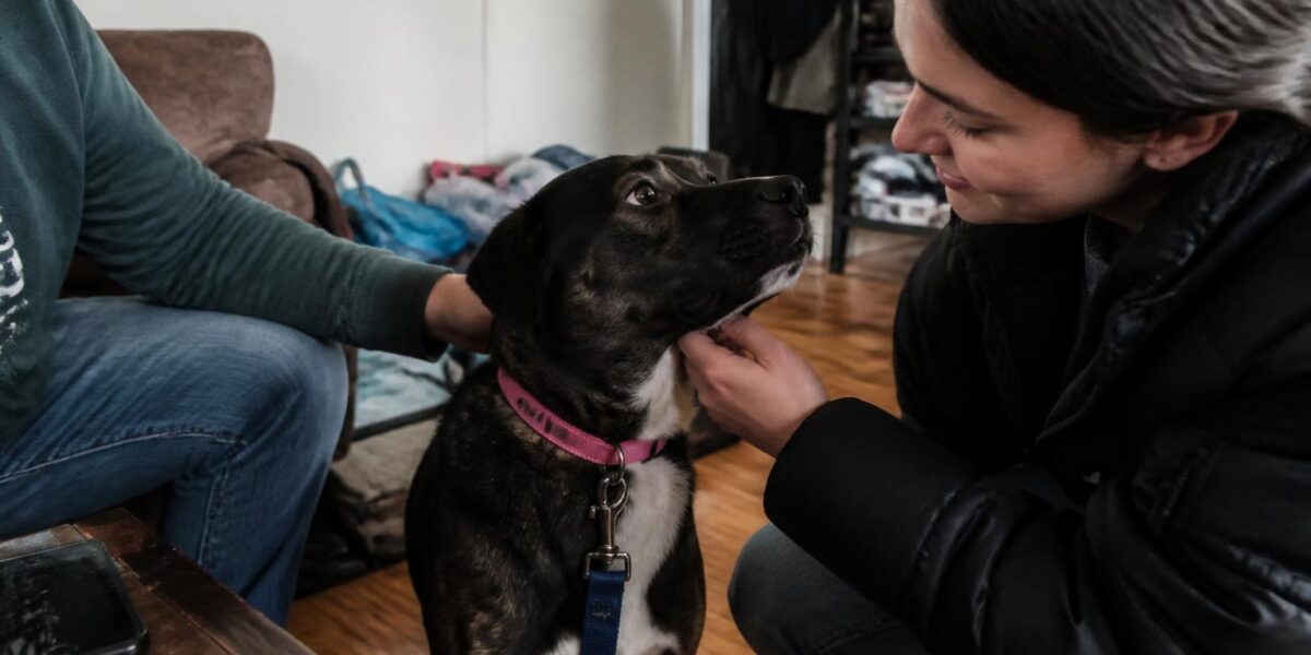 Adopting a Low-Energy Pet When Your Energy Is Limited