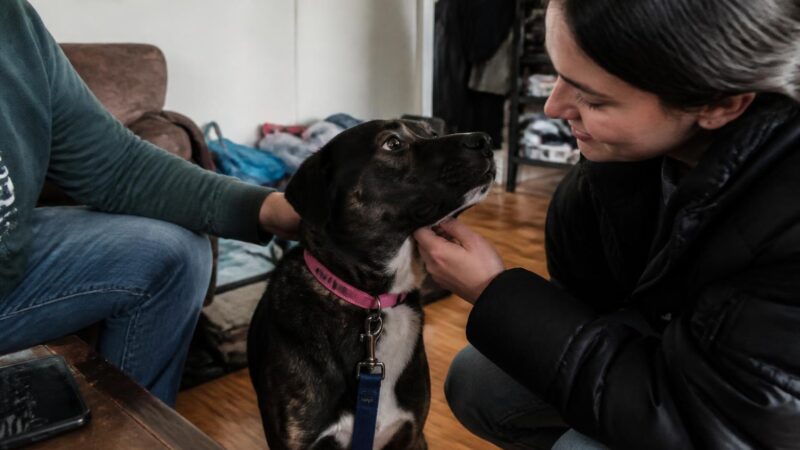 Adopting a Low-Energy Pet When Your Energy Is Limited