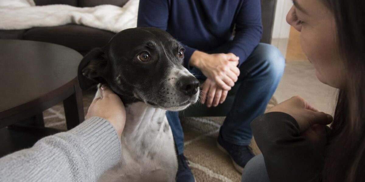 Adopting a Meat-Trade Survivor from Asia: Compassionate Care