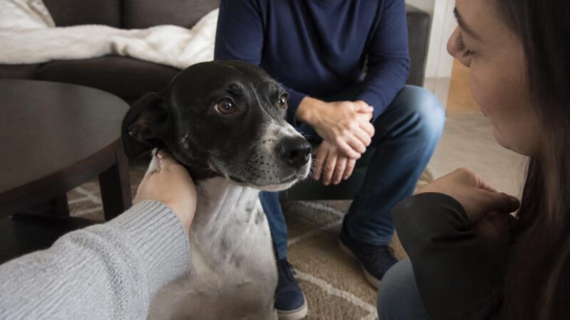 Adopting a Meat-Trade Survivor from Asia: Compassionate Care