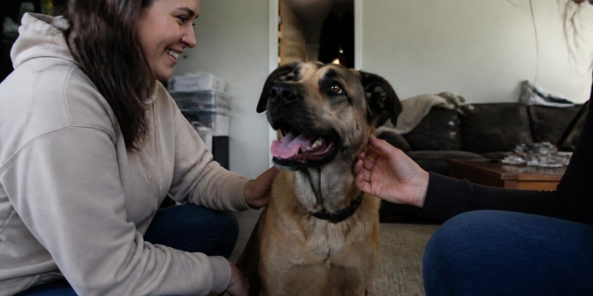 Adopting a Mom and Puppy Pair: Realistic Family Plan