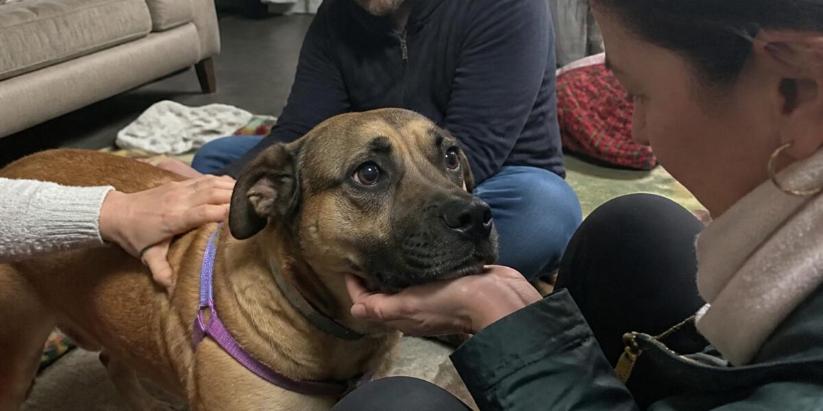 Adopting a Pet After Loss of a Spouse: Companionship and Realism