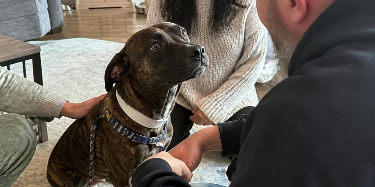 Adopting a Pet Age Eight and Older: Why Older Is Often Easier