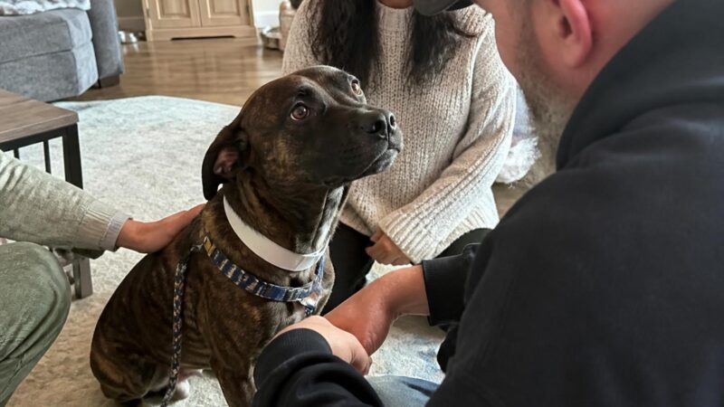 Adopting a Pet Age Eight and Older: Why Older Is Often Easier