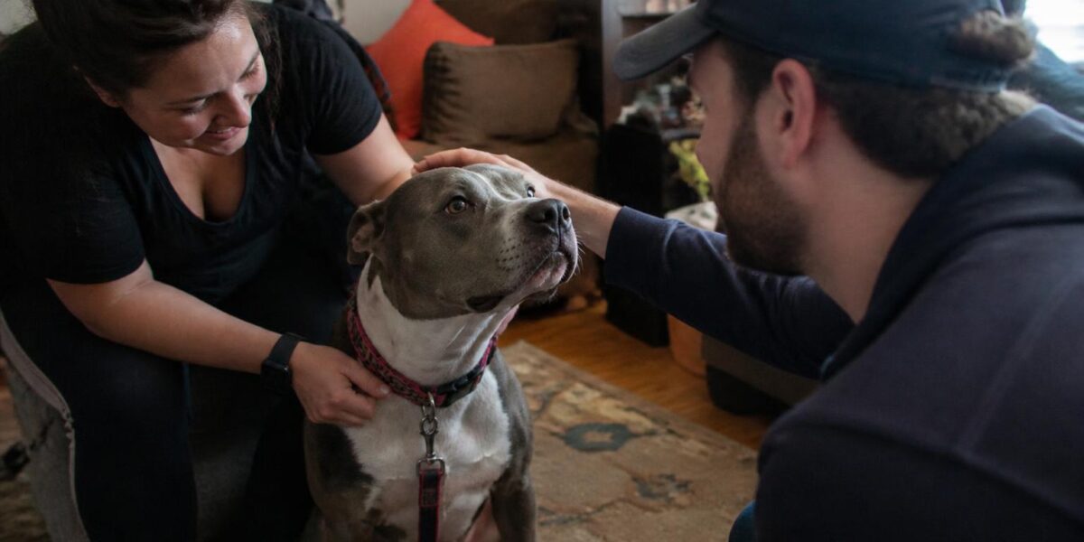 Adopting a Pet as a 12-Hour Shift Nurse: Coverage and Routine