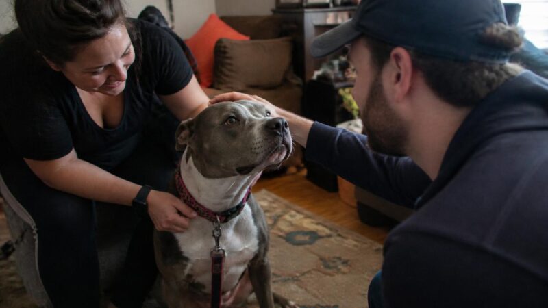 Adopting a Pet as a 12-Hour Shift Nurse: Coverage and Routine