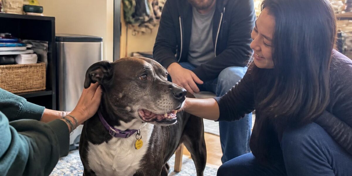 Adopting a Pet as a Blind Owner: Training Cues and Daily Care