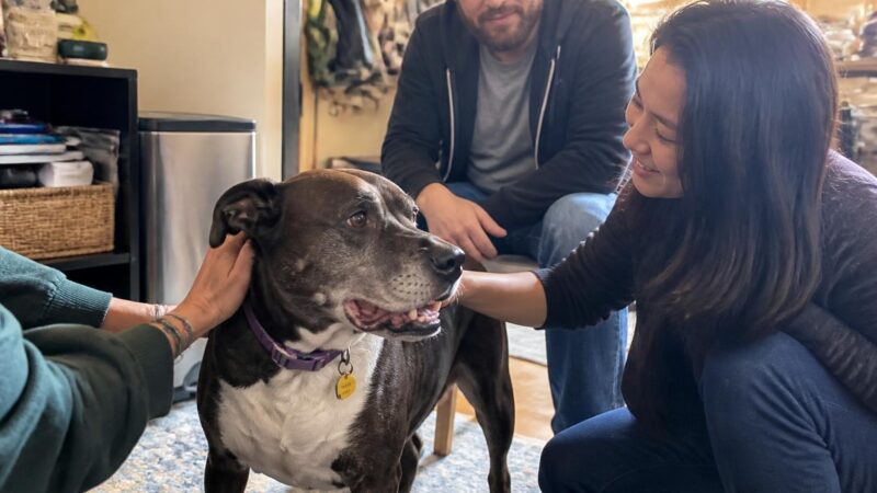 Adopting a Pet as a Blind Owner: Training Cues and Daily Care