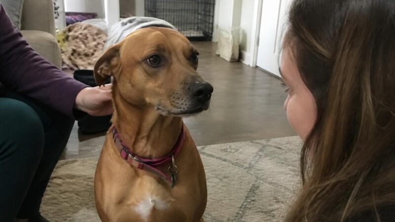Adopting a Pet as a College Student: Budget, Time, and Housing
