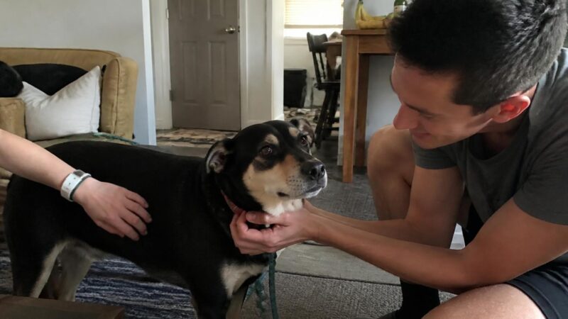 Adopting a Pet as a Deaf Owner: Visual Cues and Routines