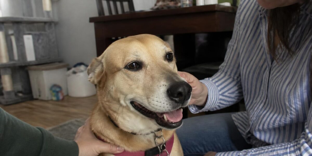 Adopting a Pet as a Graduate Student: Lab Hours and Realism