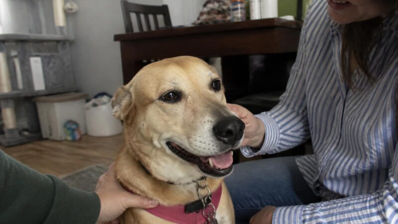 Adopting a Pet as a Graduate Student: Lab Hours and Realism