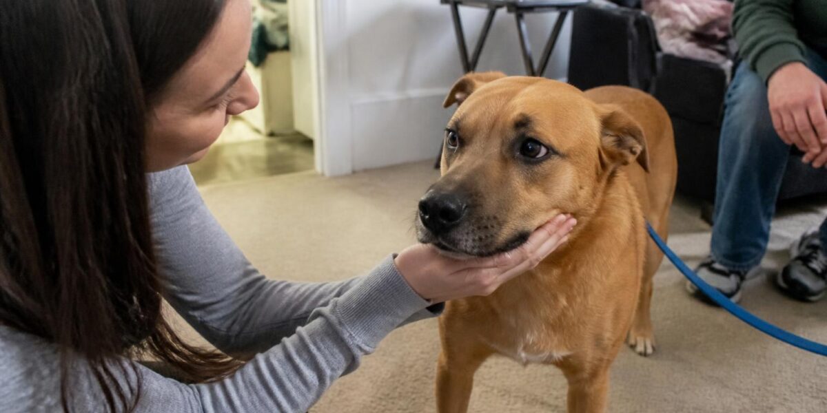 Adopting a Pet When You Already Have a Service Dog: Coexistence Plan