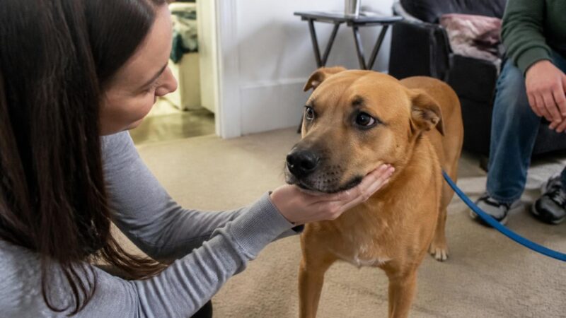 Adopting a Pet When You Already Have a Service Dog: Coexistence Plan