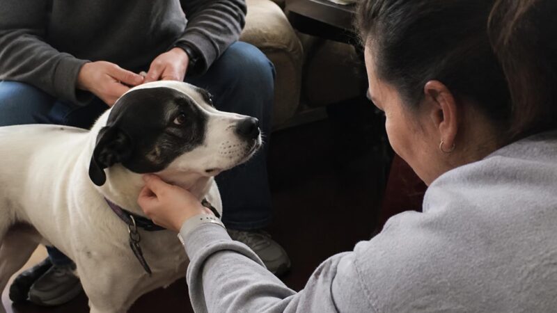 Adopting a Pet as a Traveling Sales Professional: Honest Plan