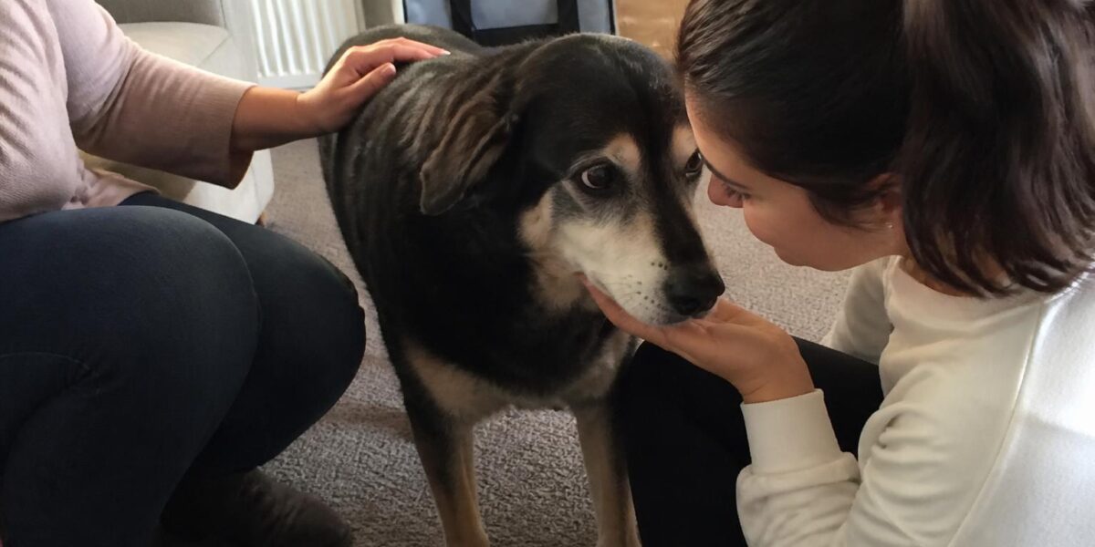 Adopting a Pet as a Wheelchair User: Practical Match and Setup