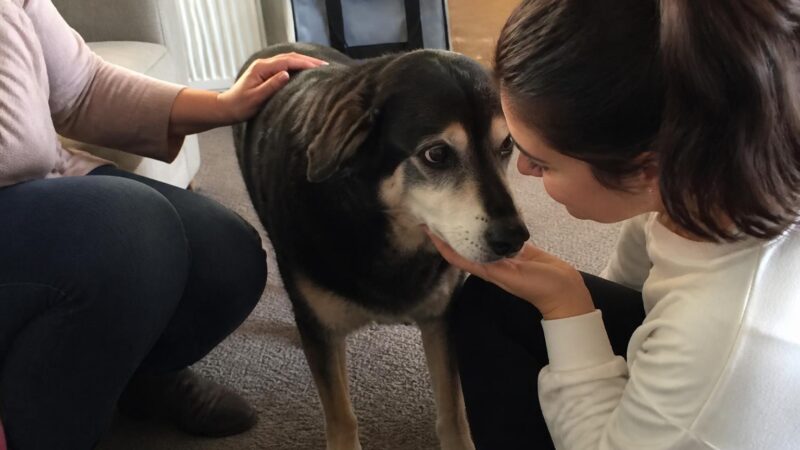 Adopting a Pet as a Wheelchair User: Practical Match and Setup