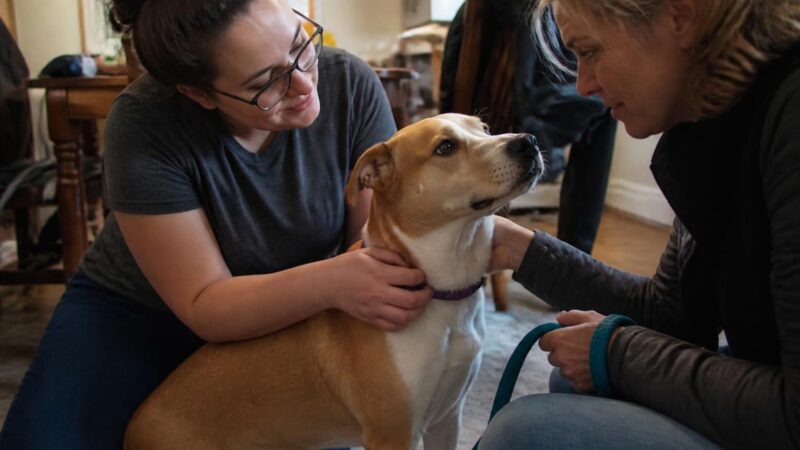 Adopting a Pet as an Autistic Adult: Sensory-Friendly Match