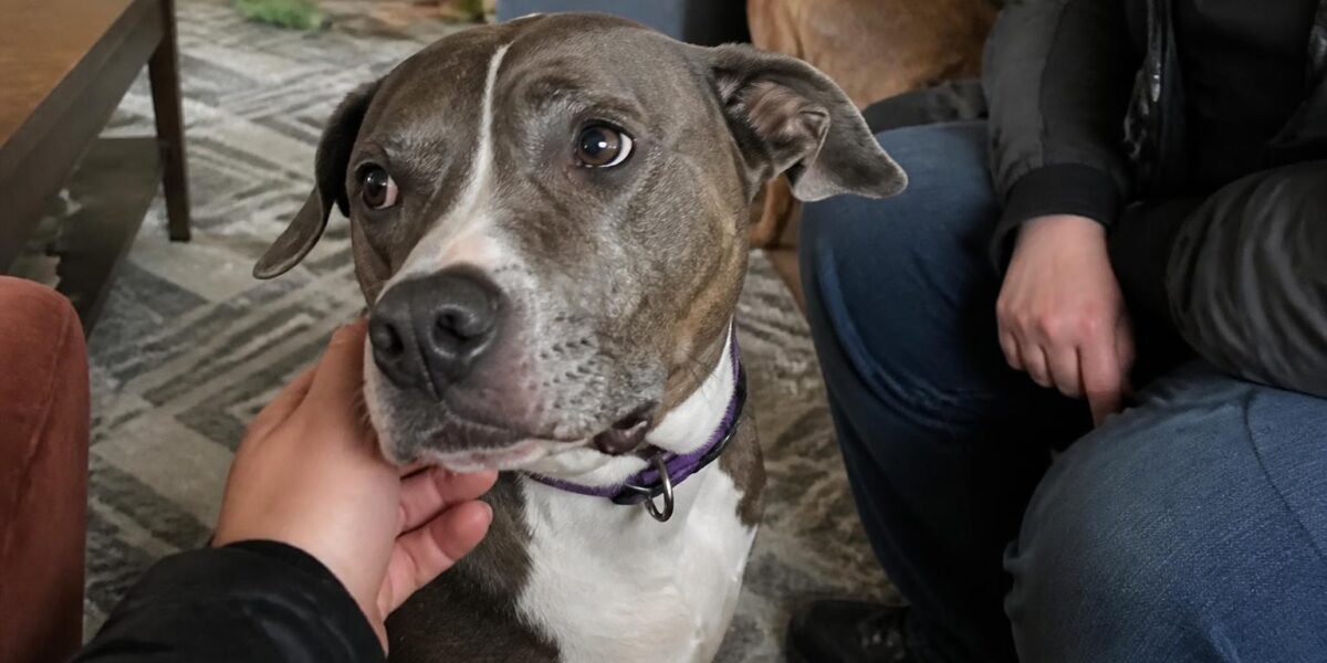 Adopting a Pet as an Only-Child Family: Lifelong Companion Match