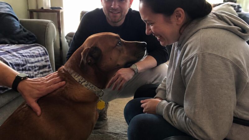 Adopting a Pet as an Emotional Support Animal: Process and Requirements
