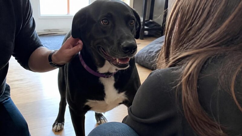 Adopting a Pet During Holidays: Pros, Cons, and Preparation Tips