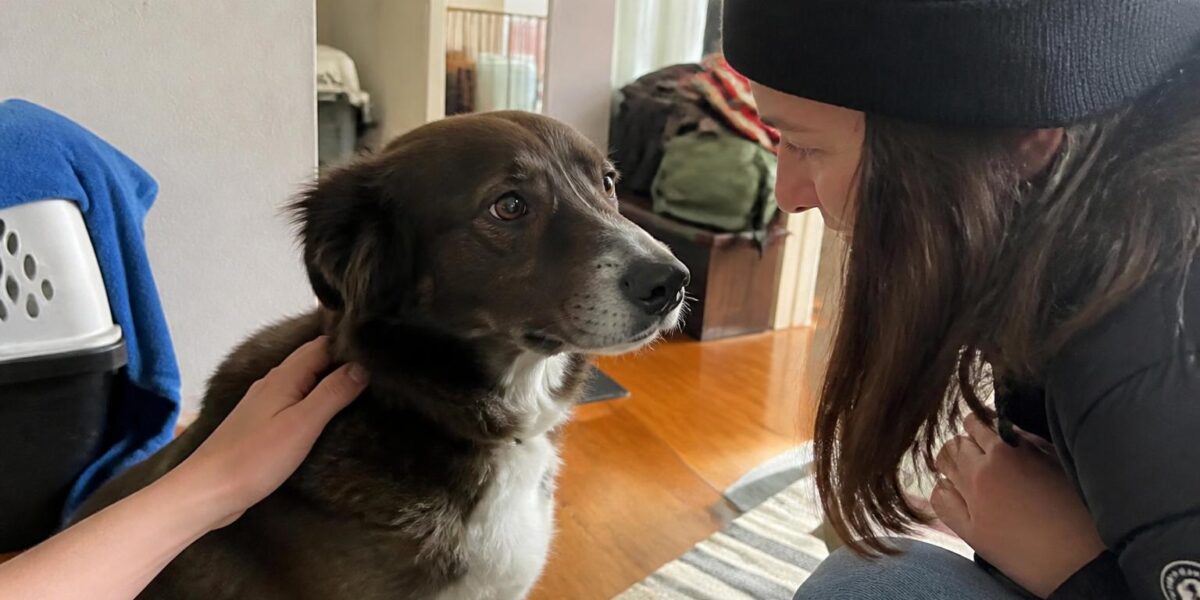 Adopting a Pet While Moving to a New Home: Timing and Tips