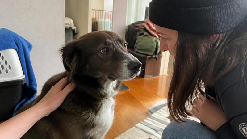 Adopting a Pet While Moving to a New Home: Timing and Tips