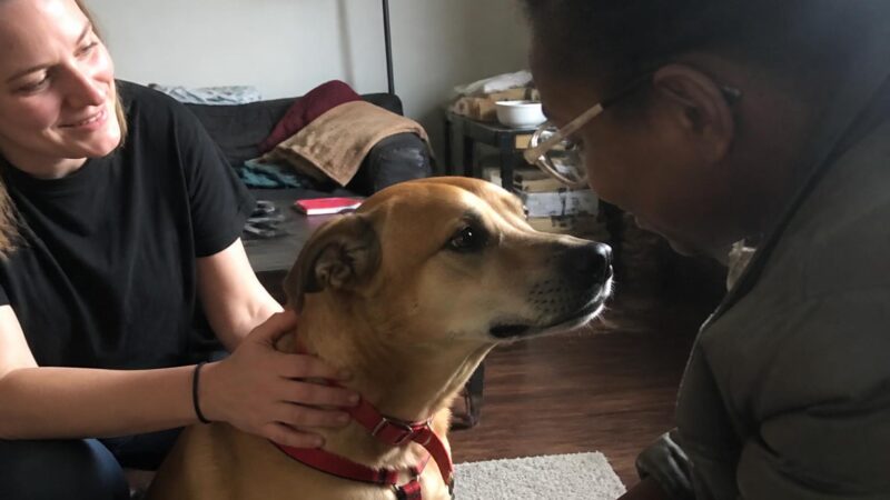 Adopting a Pet for a Child With Anxiety: Best Species and Breeds