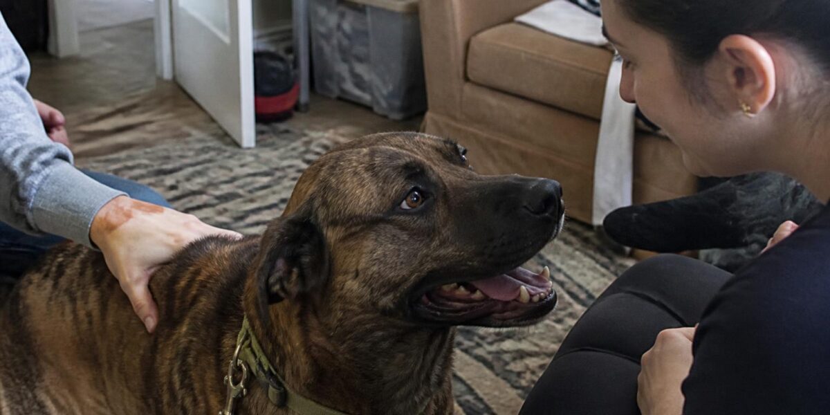 Adopting a Pet for an Autistic Adult: Sensory and Routine Considerations