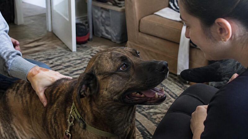 Adopting a Pet for an Autistic Adult: Sensory and Routine Considerations