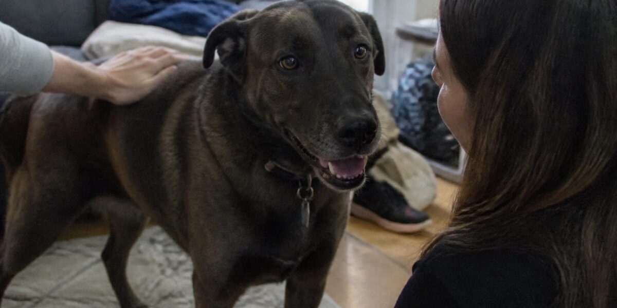 Adopting a Pet for Elderly Parents: Best Breeds and Safety Tips