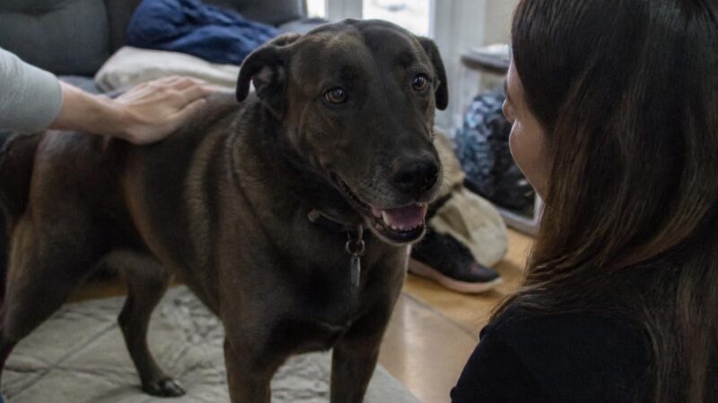 Adopting a Pet for Elderly Parents: Best Breeds and Safety Tips