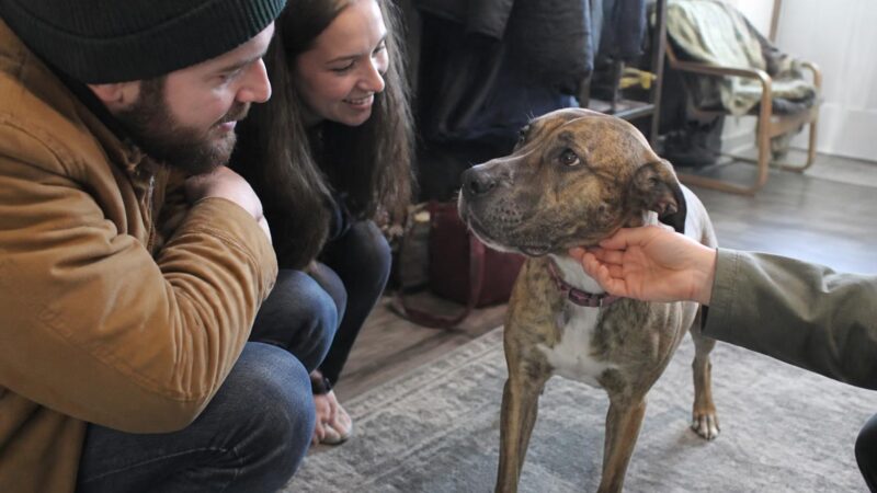 Adopting a Pet From Another State: Transport, Fees, and Paperwork
