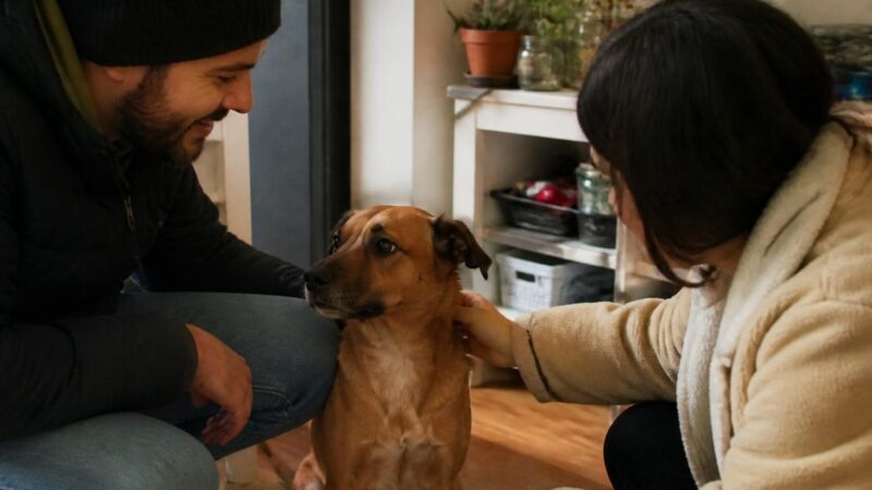 Adopting a Pet in an NYC Apartment: Building Rules and Logistics