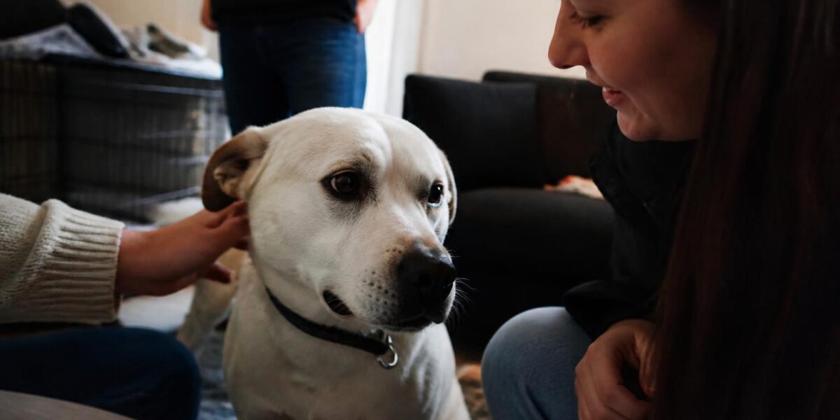 Adopting a Pet on a Fixed Retirement Income: Realistic Cost Plan