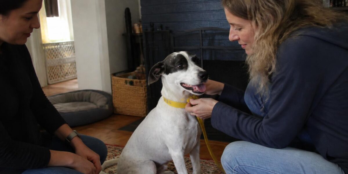 Adopting a Pet When Expecting a Baby: Honest Considerations
