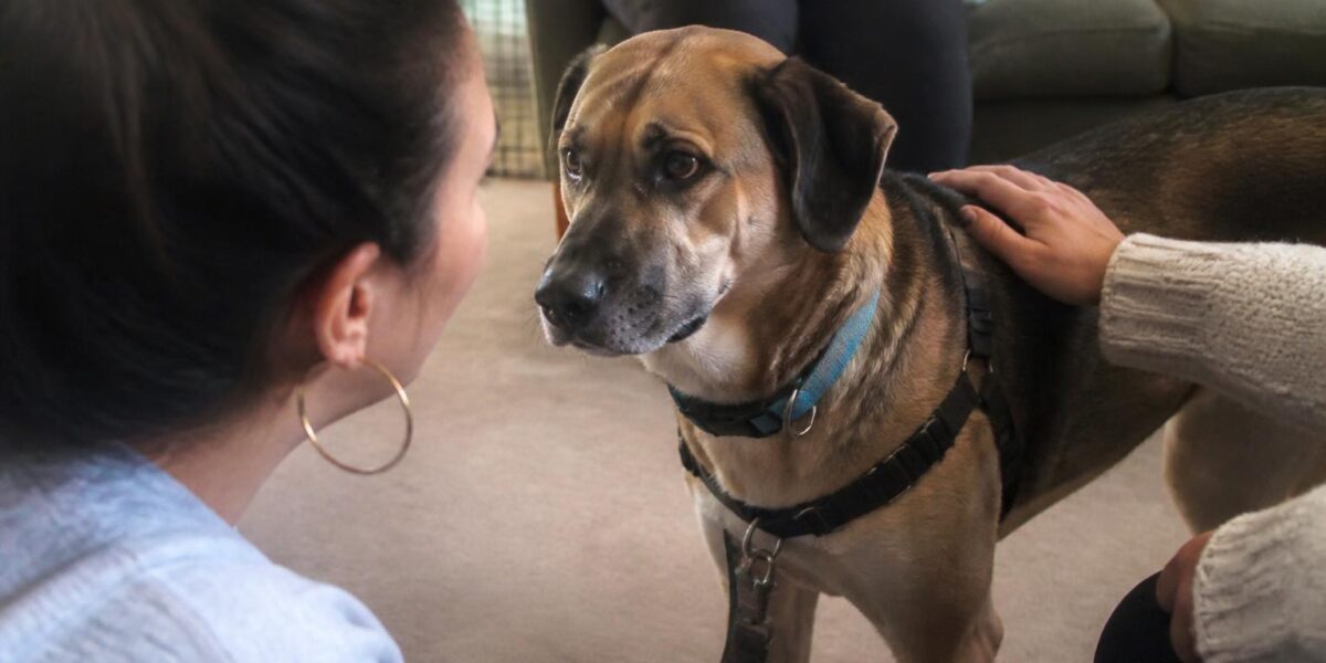 Adopting a Pet While Using a Mobility Aid: Cane Walker Crutches
