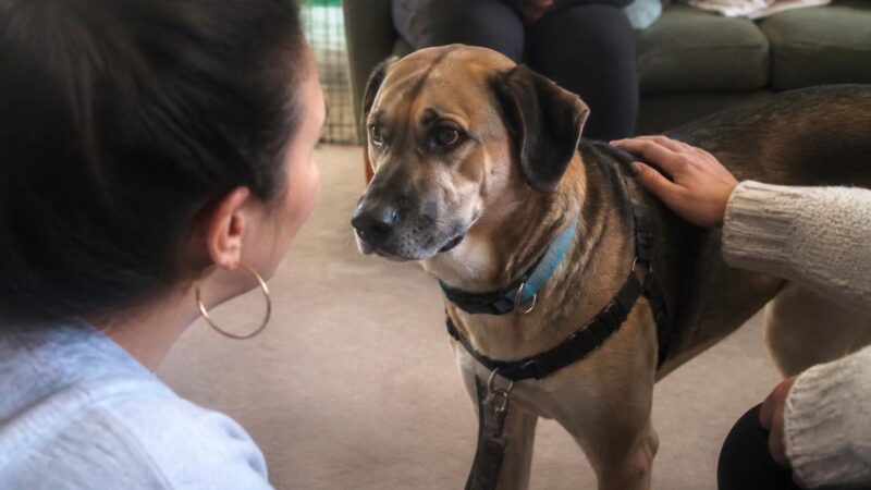 Adopting a Pet While Using a Mobility Aid: Cane Walker Crutches